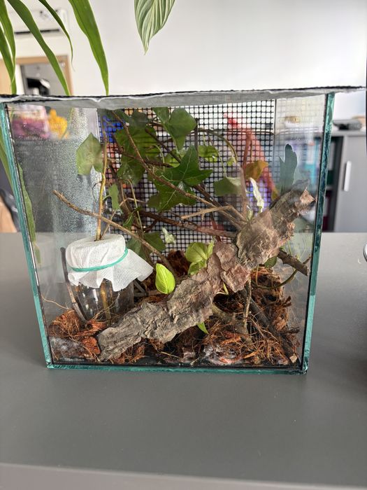 Oddam małe patyczaki