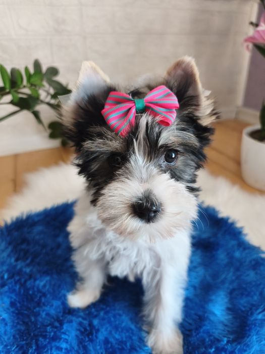 Yorkshire terrier biewier śliczna sunia