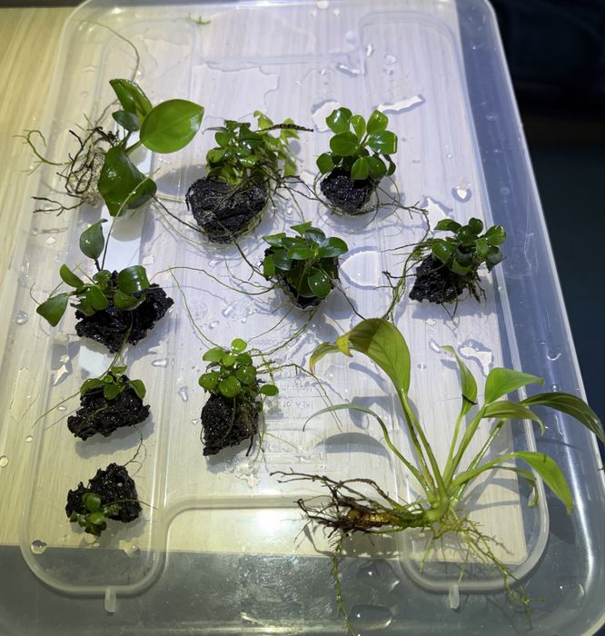 10szt anubias nana mini mix sadzonki na lawie wulkanicznej