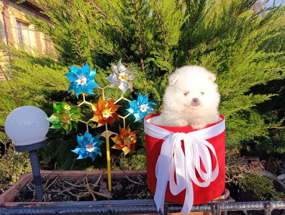 Супер мини мишка)