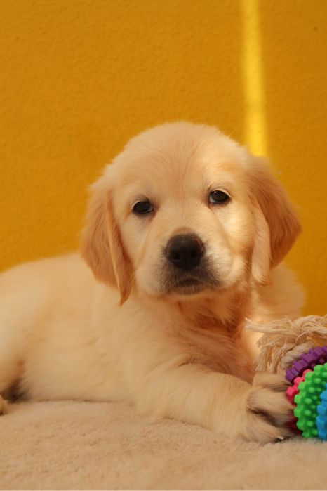 Golden Retriever