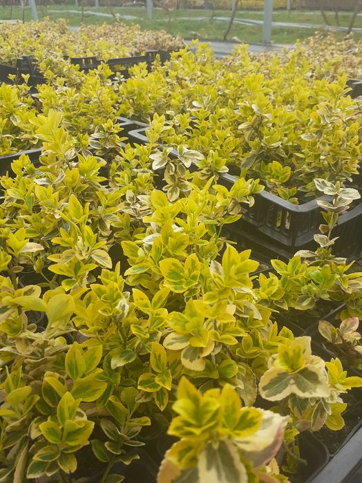 Trzmielina Emerald Gold, wysyłam