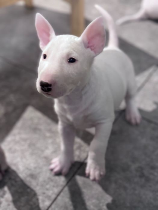 Suczka bulterier standard