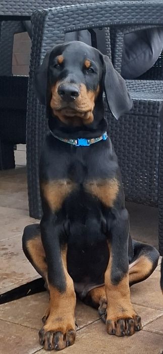 Doberman szczenie FCI