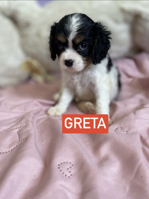Cavalier dziewczynka tricolor
