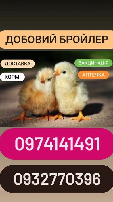 Добовий бройлер кобб/росс