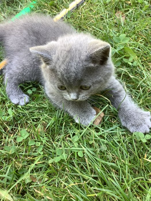 Котенок в подарок