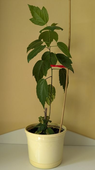 Китайська роза Гібіскус жовтий махровий