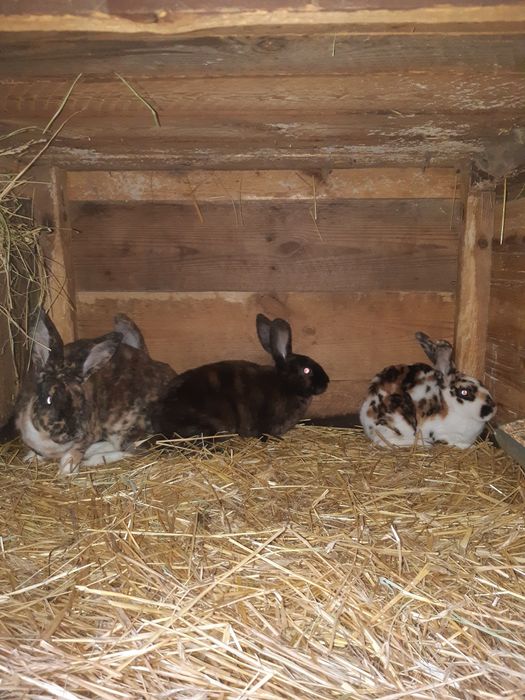 Rex trójbarwny samice