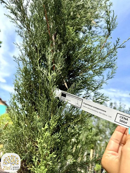 cyprys włoski 300-350cm, duży cyprys wieczniezielony, cupressus sempervirens