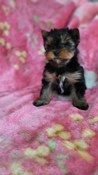 Детки йорк мини  .