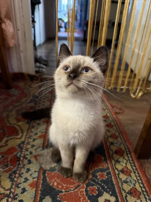 Котик сіамський