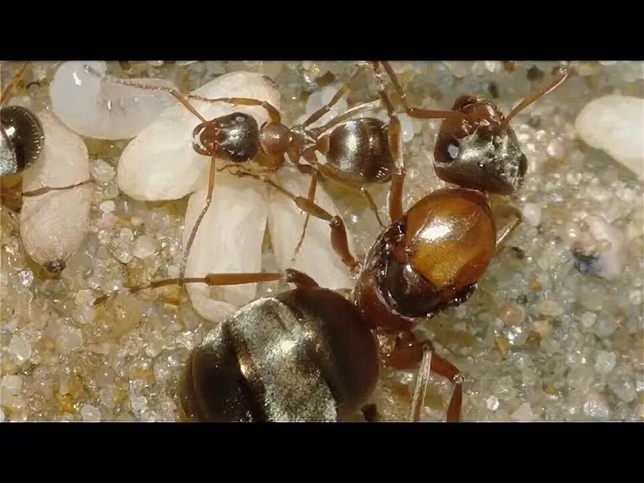 Мурахи Formica rufibarbis