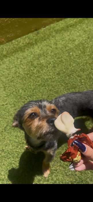 Cuido do seu pet com amor! (Pet Sitting em Portimão)