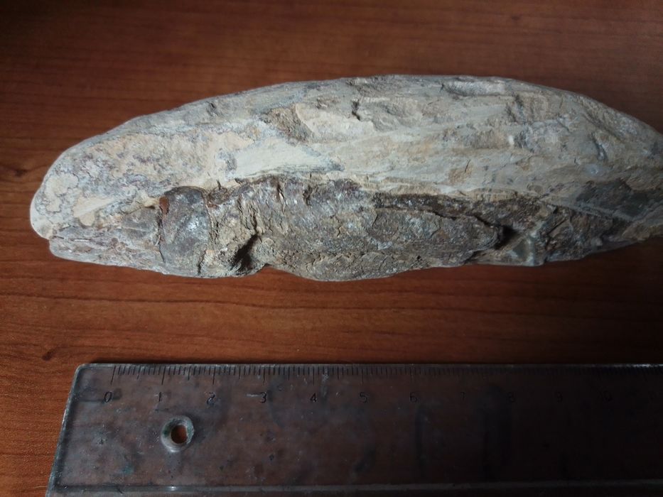 Peixe Fóssil Cretácico