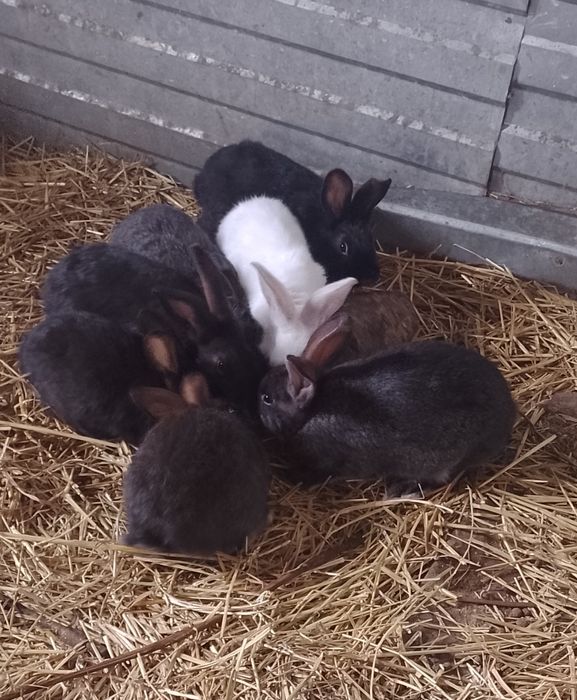 Продам кроликів молодняк