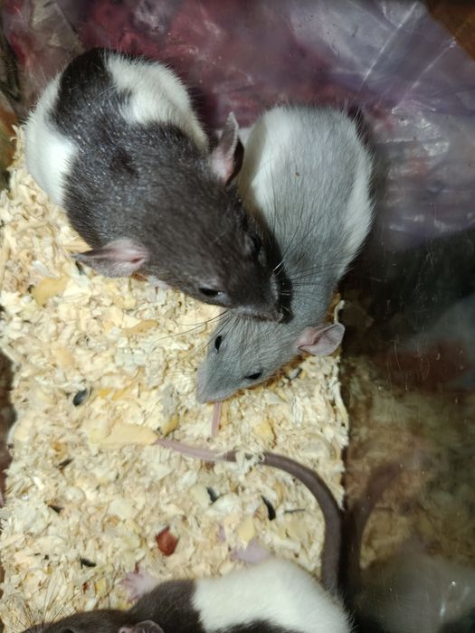 Продам маленьких пацюків (крисенята)