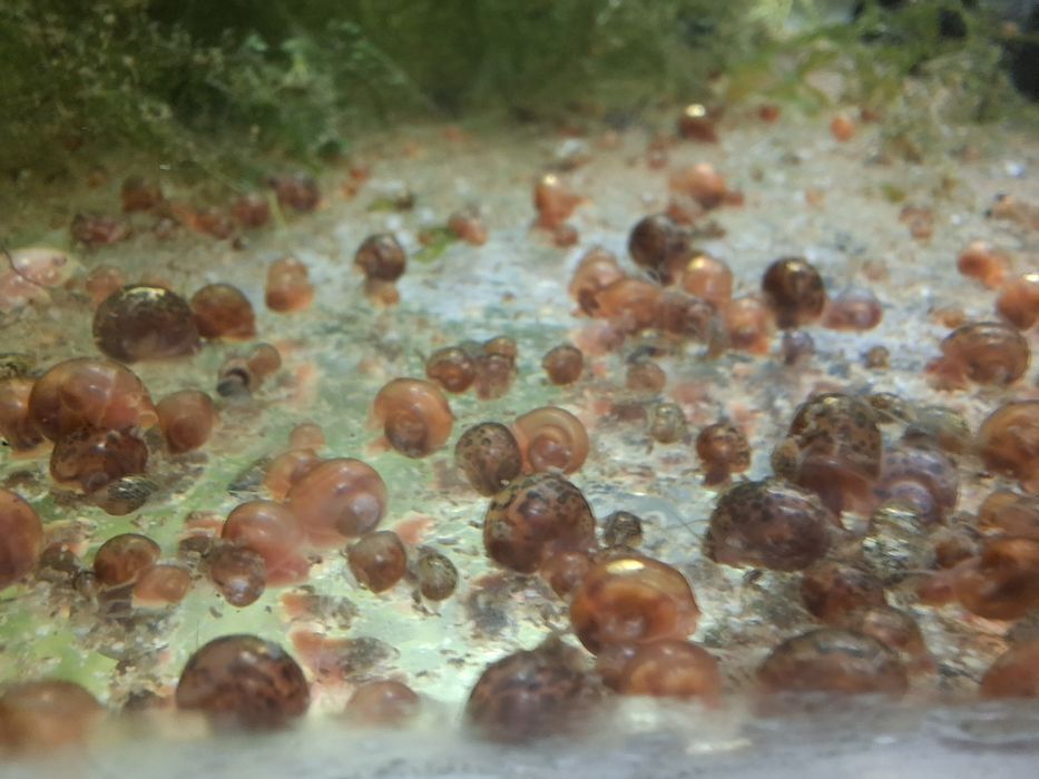 Ślimak zatoczek różowy