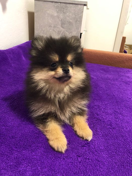 Macho Lulu da Pomerânia Mini