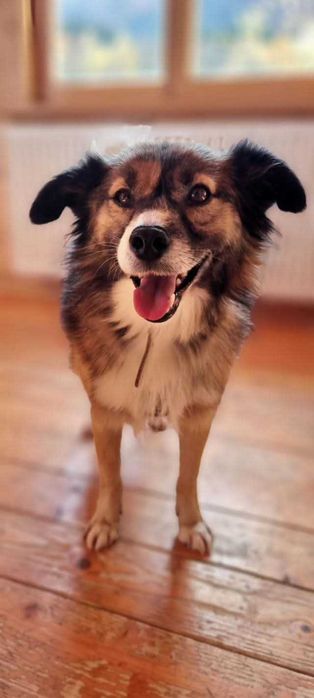 Milaszko prosi o dom