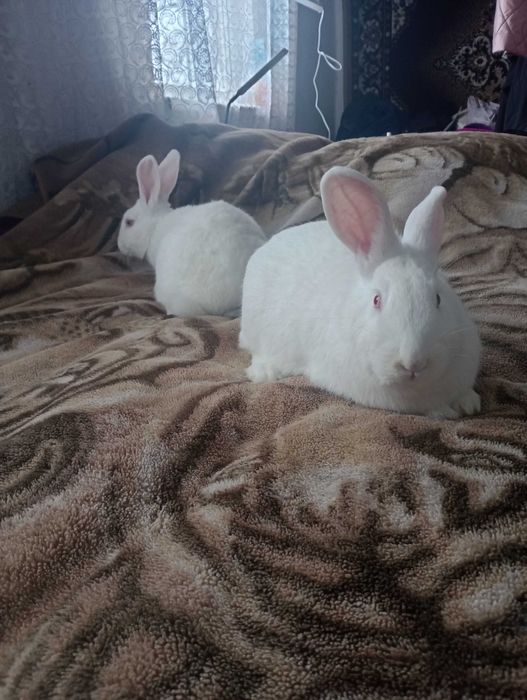 Трьохмісячні і пятимісячні самки білого панона