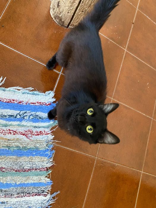 Gatinho para adoção