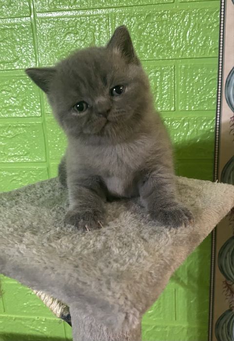 Элитный котенок