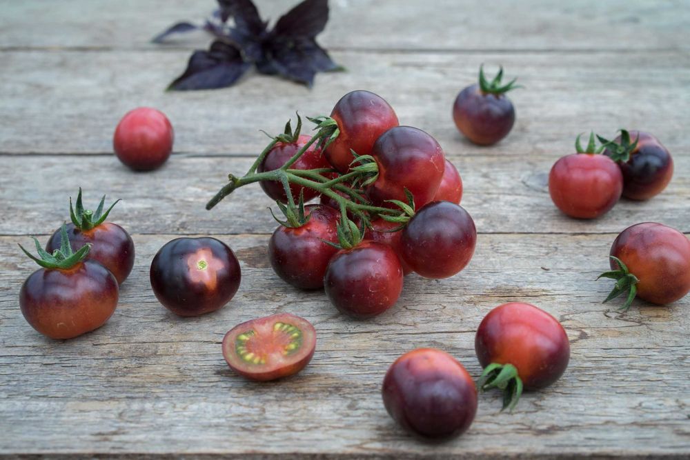 20 Sementes Tomate Osu Blue Variedade Rara
