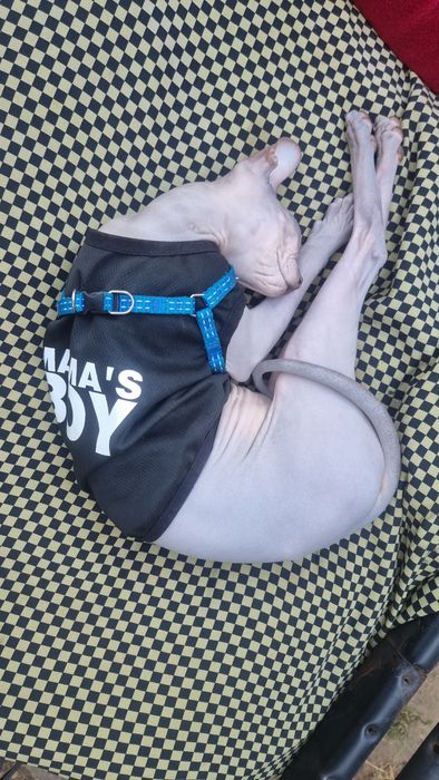 Кіт Сфінкс (в'язка)