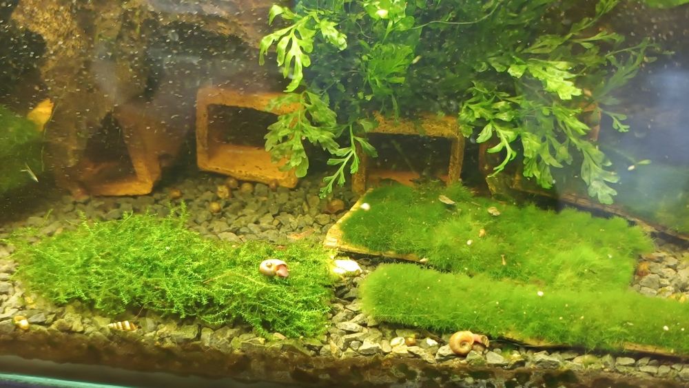 Mech Pilo moss mech.
