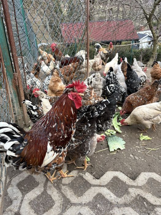 Jaja lęgowe , kury ozdobne , czubatki , zagrodówki