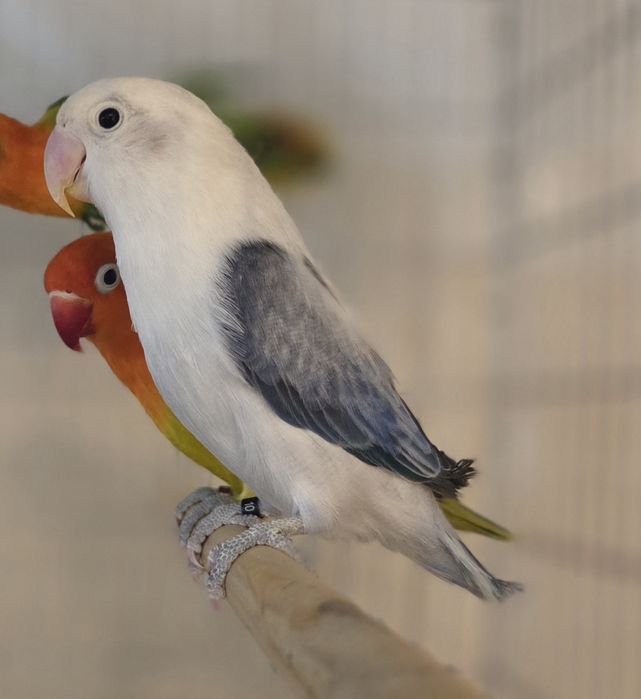 Agapornis Fischeris e Personatus
