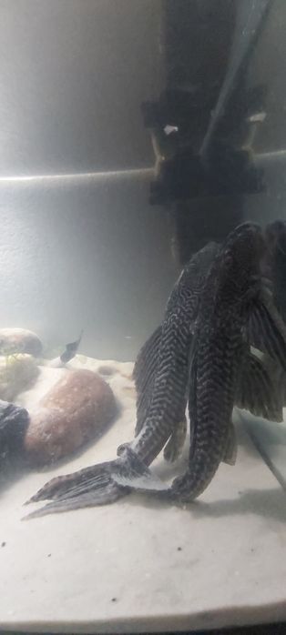 Glonojad , zbrojnik duże okazy