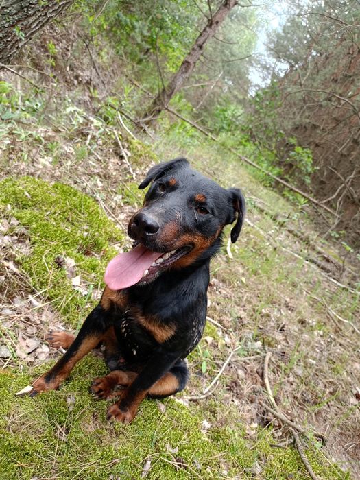 Ягдтерєр для вязки