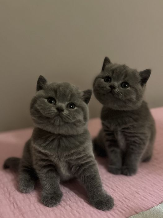 Kocur brytyjski, kot brytyjski, kotek brytyjski, brytyjczyk