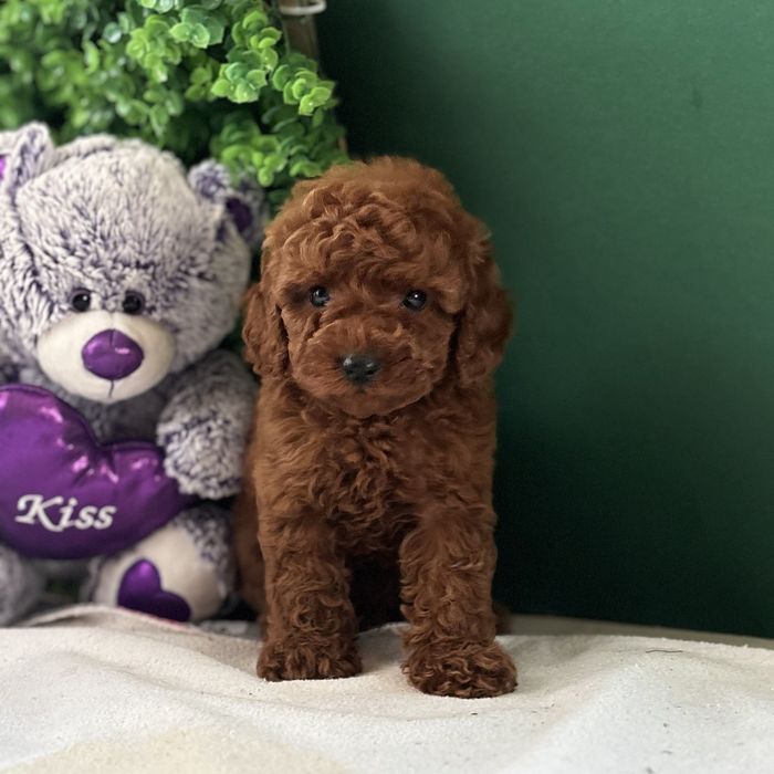 ляльковий хлопчик у забарвленні Red Braun