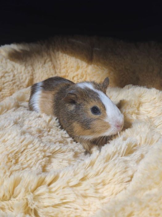 Милі морські свинки