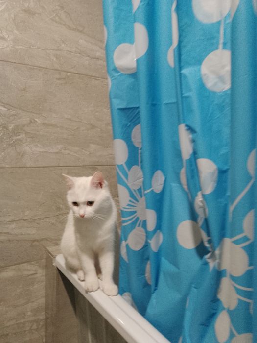 Котенок. 6 мес. девочка. домашній