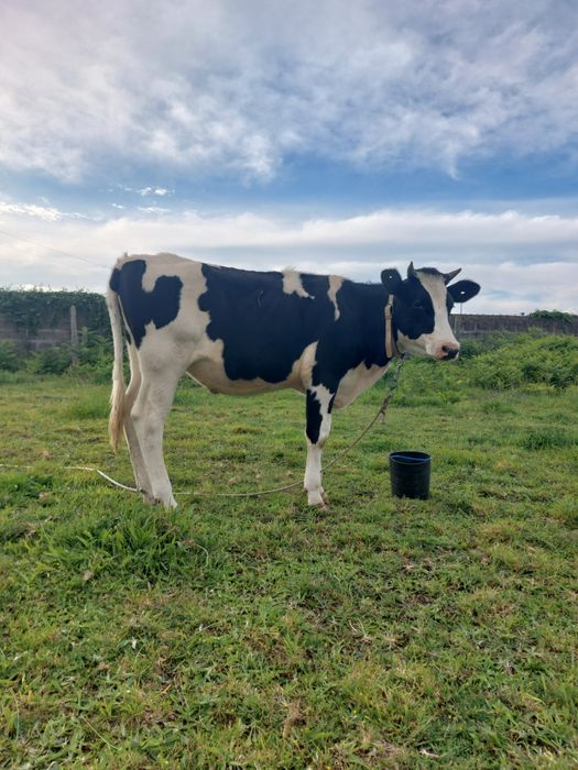Novilha Frisia boa para Reprodução