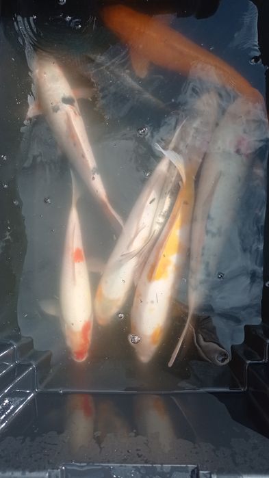 Carpas koi reprodutoras