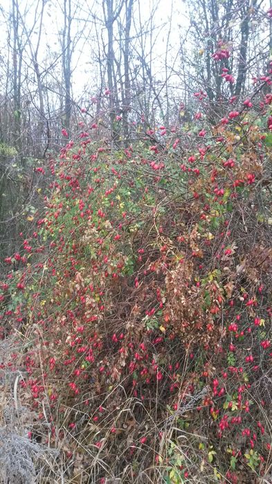 Шипшина  шиповник