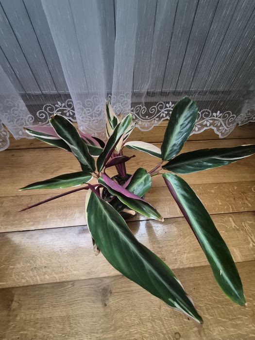 Kwiat domowy maranta  Stromanthe Triostar