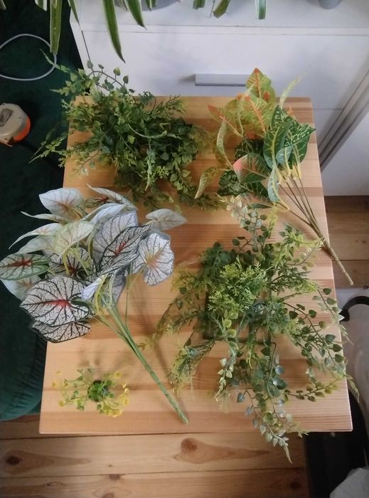 Rośliny do terarium