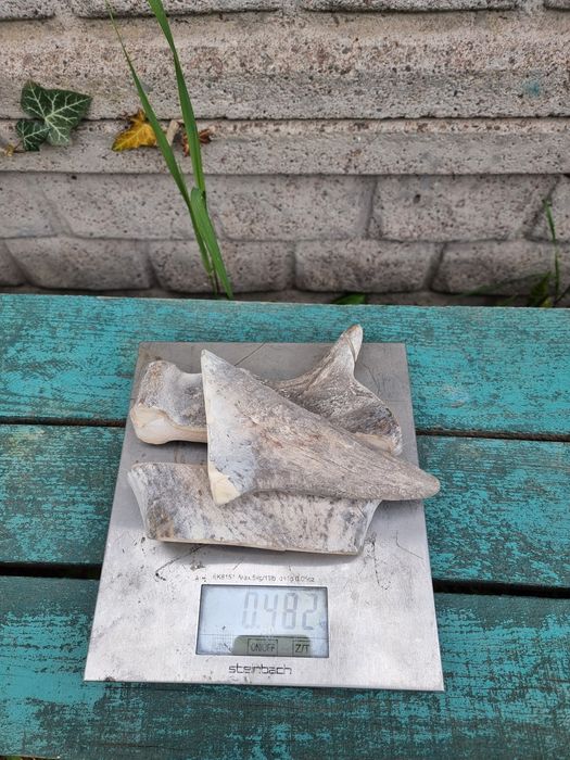 лакомство для собак рога оленя.(Свіжі)