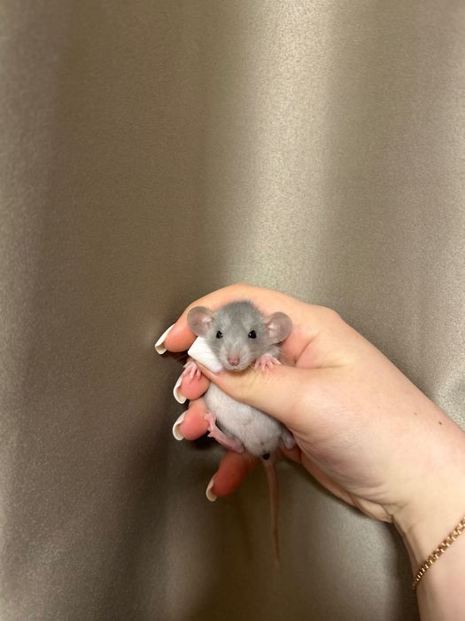 Продаються крисинята ДАМБО!!!