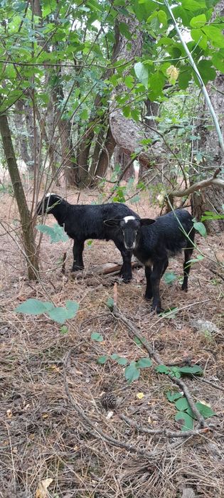 Барани Романівської породи