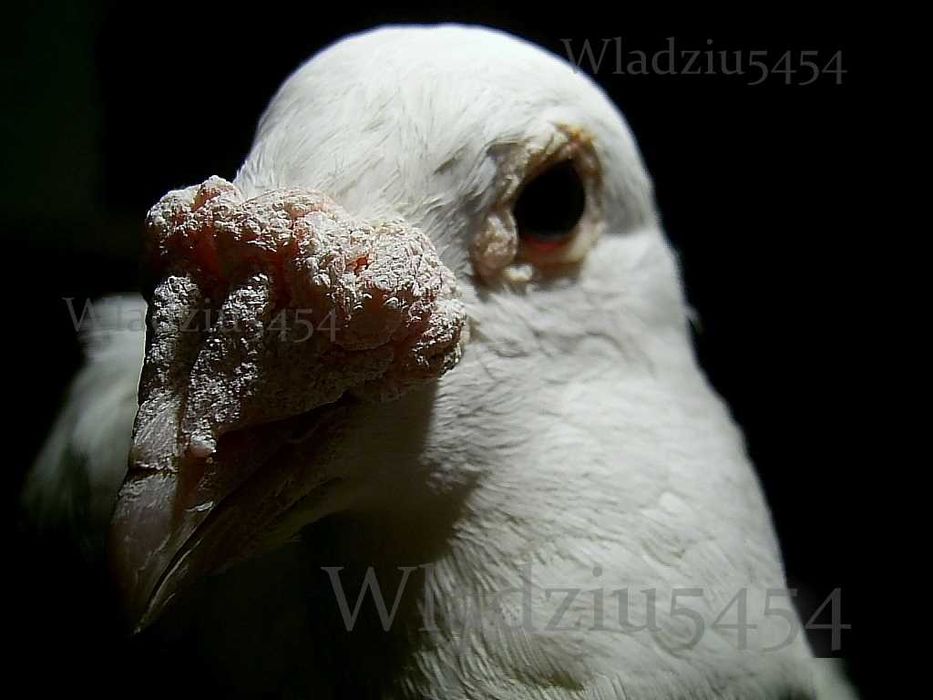 POCZTOWE LOTOWE ROZPŁÓD WOLIERA gołąb gołębie ptaki piękne asy as pary