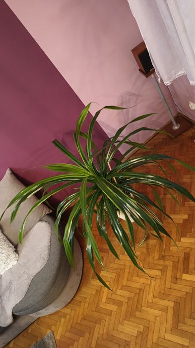 Wielki Pandanus utilis z dzieckiem!