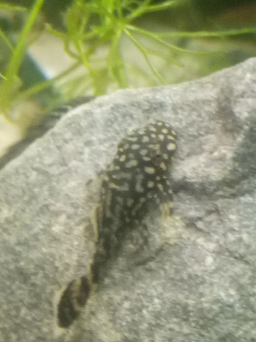 Glonojad Zbrojnik pospolity