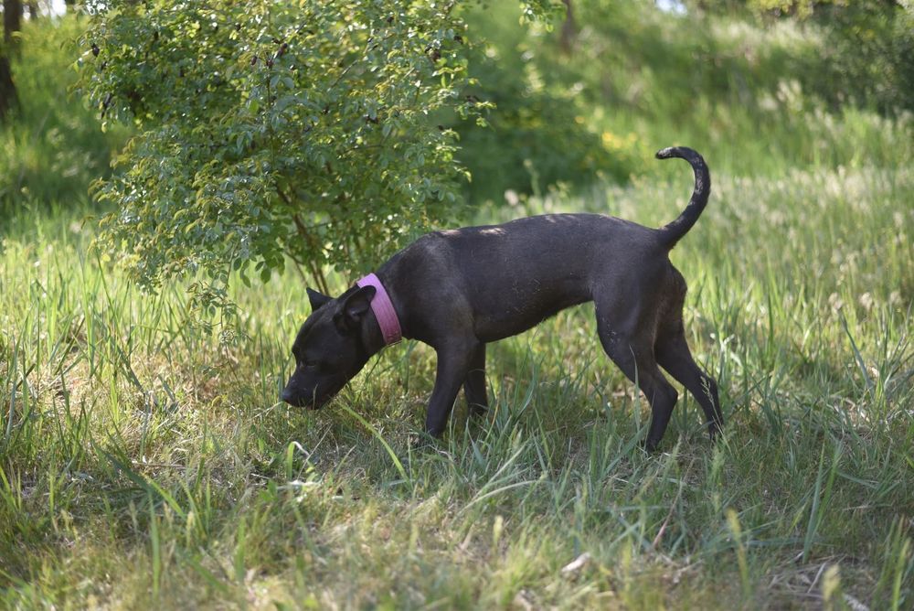 Urocza suczka w typie amstaffa szuka domu!
